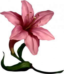 Amaryllis Flower Cliparts Free Download Clip Art - carwad.net