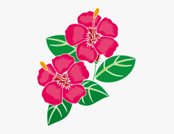 Png Hibiscus Flowers Patterns - ハワイ の 花 イラスト ...