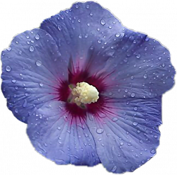 flower hibiscus interesting blossom blue purple freetoe...