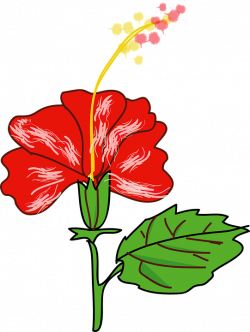 Hibiscus Cliparts#4918870 - Shop of Clipart Library