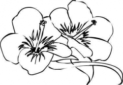 Hibiscus Flower Line Drawing | Free download best Hibiscus ...