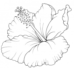 Hawaiian flower | Floral | Hibiscus drawing, Hibiscus flower ...