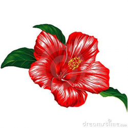 Hibiscus Flower - Puerto Rico | Flowers | Hawaiian flower ...