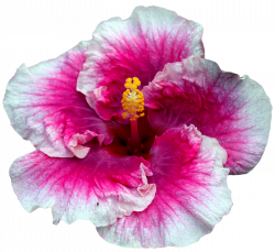 transparent-flowers: “ White and pink Hibiscus. (x). ” | Art ...