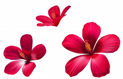 Exotic Pink Flowers PNG Clipart Image | Gallery Yopriceville - High ...