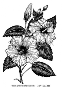 Hibiscus drawing vector clip art #shutterstock #hibiscus ...