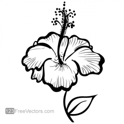 Hand Drawn Hibiscus Flower | free vectors | UI Download