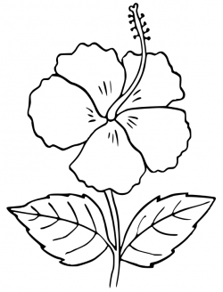 Hibiscus outline | drowing | Printable flower coloring pages ...