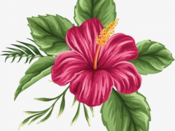 Free Hibiscus Clipart, Download Free Clip Art on Owips.com
