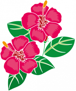 Hibiscus Clipart Hawaiian Design Picture Hibiscus Clipart Hawaiian Design