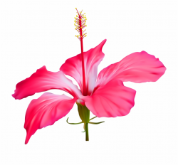 Hibiscus Flower Transparent Png Clip Art Event Luau ...