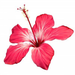 Hibiscus Flower Border Clip Art - ClipArt Best | Flowers ...
