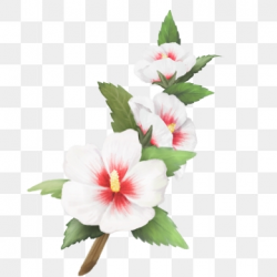 Hibiscus Clipart Images, 82 PNG Format Clip Art For Free ...