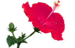 Free Hibiscus Flower Clipart, Download Free Clip Art, Free ...