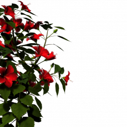 Hibiscus-red by BrokenWing3dStock on DeviantArt