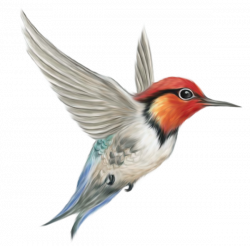 Humming Bird Transparent PNG Clipart Picture | for watercolors 2 ...