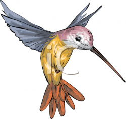 Cartoon Hummingbird Clip Art | Painted Hummingbird - Royalty ...