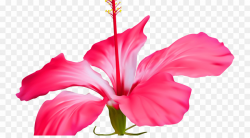 Flower Jaswand PNG Shoeblackplant Flower Clipart download ...