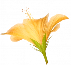 Hibiscus Flower Png Choice Image - Flower Wallpaper HD