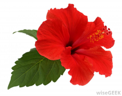 Free Hibiscus, Download Free Clip Art, Free Clip Art on ...