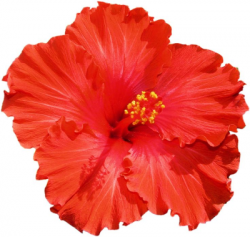 28+ Collection of Joba Flower Clipart PNG - DLPNG.com