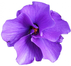 Purple Native Hibiscus flower clipart, lge 13 cm | This clip ...