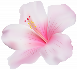 Pink Hibiscus Transparent PNG Clip Art | Gallery Yopriceville ...