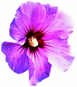 Purple Hibiscus by jeanicebartzen27 on DeviantArt
