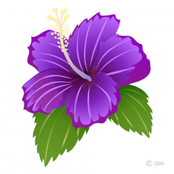 Purple Hibiscus Clipart Free Picture｜Illustoon