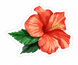 Realistic Hibiscus Flower Drawing, Transparent Png Download ...