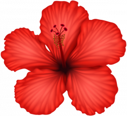 This png image - Red Hibiscus PNG Clip Art, is available for free ...