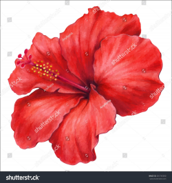 colored pencils hand drawing of beautiful hibiscus flower ...