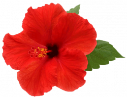Hibiscus PNG Picture | PNG Mart