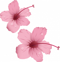 Pink flowers Rose Clip art - Flowers with water droplets 2003*2068 ...