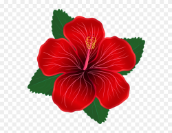Hibiscus,Flowering plant,Chinese hibiscus,Flower,Hawaiian ...