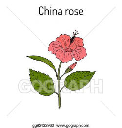 Clip Art Vector - China rose hibiscus rosa-sinensis, or ...