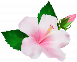 Shoeblackplant Flower Clip art - hibiscus 8000*6483 transprent Png ...