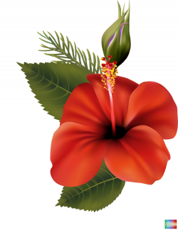 Shoeblackplant Flower Mallows Clip art - tropical flower 1000*1298 ...