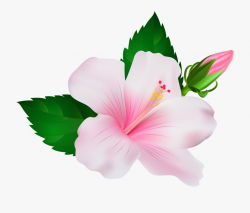 Hibiscus Clipart Shoe #1999230 - Free Cliparts on ClipartWiki