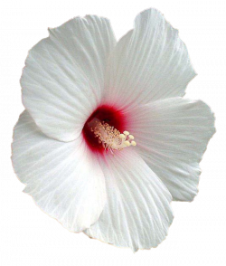 Flower Shoeblackplant Mallows Clip art - hibiscus 650*766 transprent ...