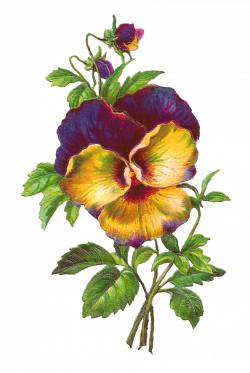 digital pansy flower image | Pansies and violets, vintage ...