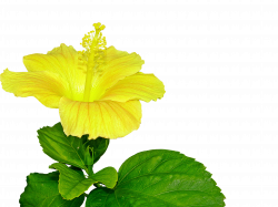 Yellow Hibiscus Flower Pistil Plant Background Image for Free Download