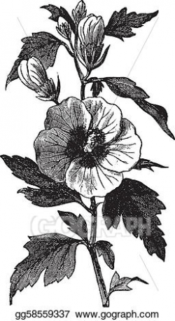 Vector Clipart - Garden hibiscus (hibiscus syriacus) or ...