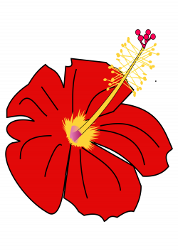 File:Hibiscus (rouge).svg - Wikimedia Commons