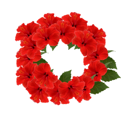Flower Sticker Hibiscus Photography Clip art - flower wreath 2000 ...