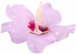 Pink Hibiscus Flower Transparent Clip Art PNG Image | Gallery ...