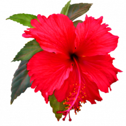 Beautiful Red Hibiscus Flower png trans back | FLOWER | Pinterest ...