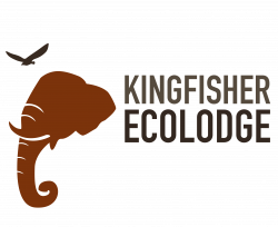 JUNGLE TREKKING – Kingfisher Ecolodge