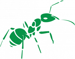 Ants - Cedarcide