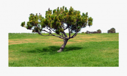 Grass Hill Png - Tree On A Hill Png #855414 - Free Cliparts ...